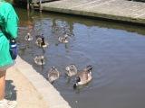 our girls feeding the geese and fish