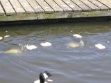 catfish eating the bread