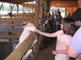 troop members feeding the animals