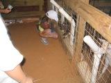 troop members feeding the animals