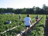 picking strawberries