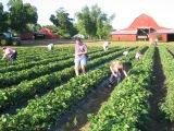 picking strawberries