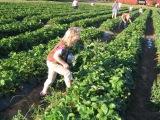 picking strawberries