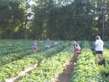 picking strawberries