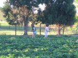 picking strawberries